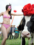 美女助阵奶牛选美